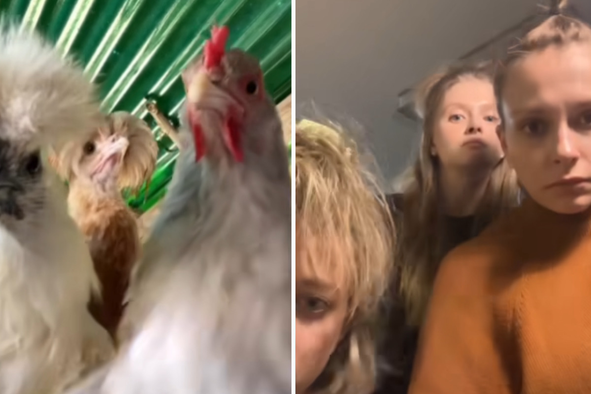 Vídeo hilário: aves inspiram trio de dançarinas