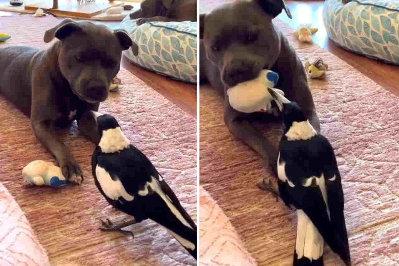 Video: Extreem moedige vogel strijdt om een knuffelspeeltje met een pitbull hond