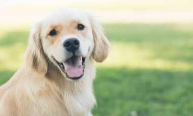 Laboratório apresenta medicamento que promete esticar a vida de cachorros grandes
