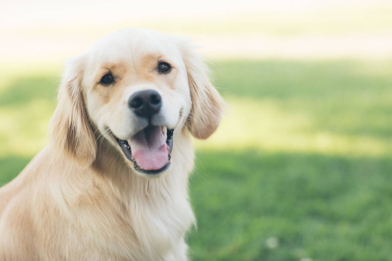 Labor präsentiert Medikament, das verspricht, das Leben großer Hunde zu verlängern