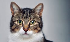 5 fatos impressionantes que talvez você não saiba sobre os gatos