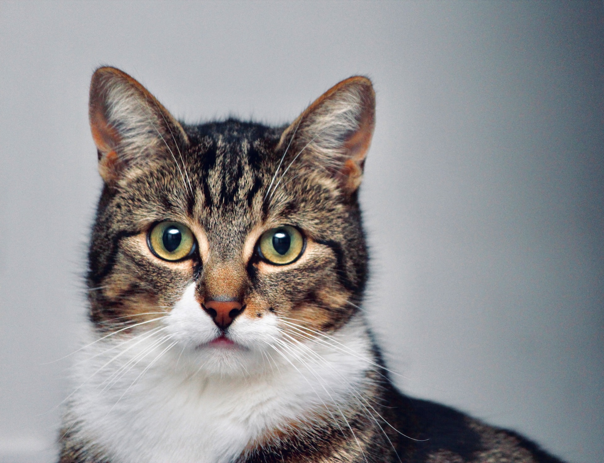 5 erstaunliche Fakten, die du vielleicht nicht über Katzen weißt