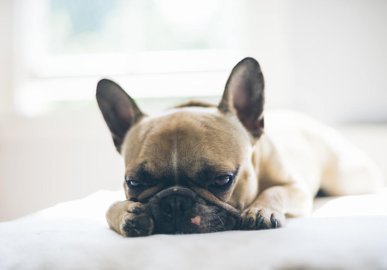 Alles, was Sie über die mysteriöse Atemwegserkrankung bei Hunden wissen müssen