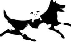 Quantos cães você vê na imagem? O resultado vai revelar a sua idade mental