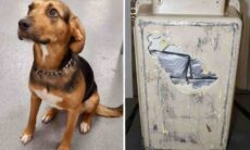 Homem é preso ao tentar transportar US$ 1 milhão em cocaína dentro de gaiola para cães