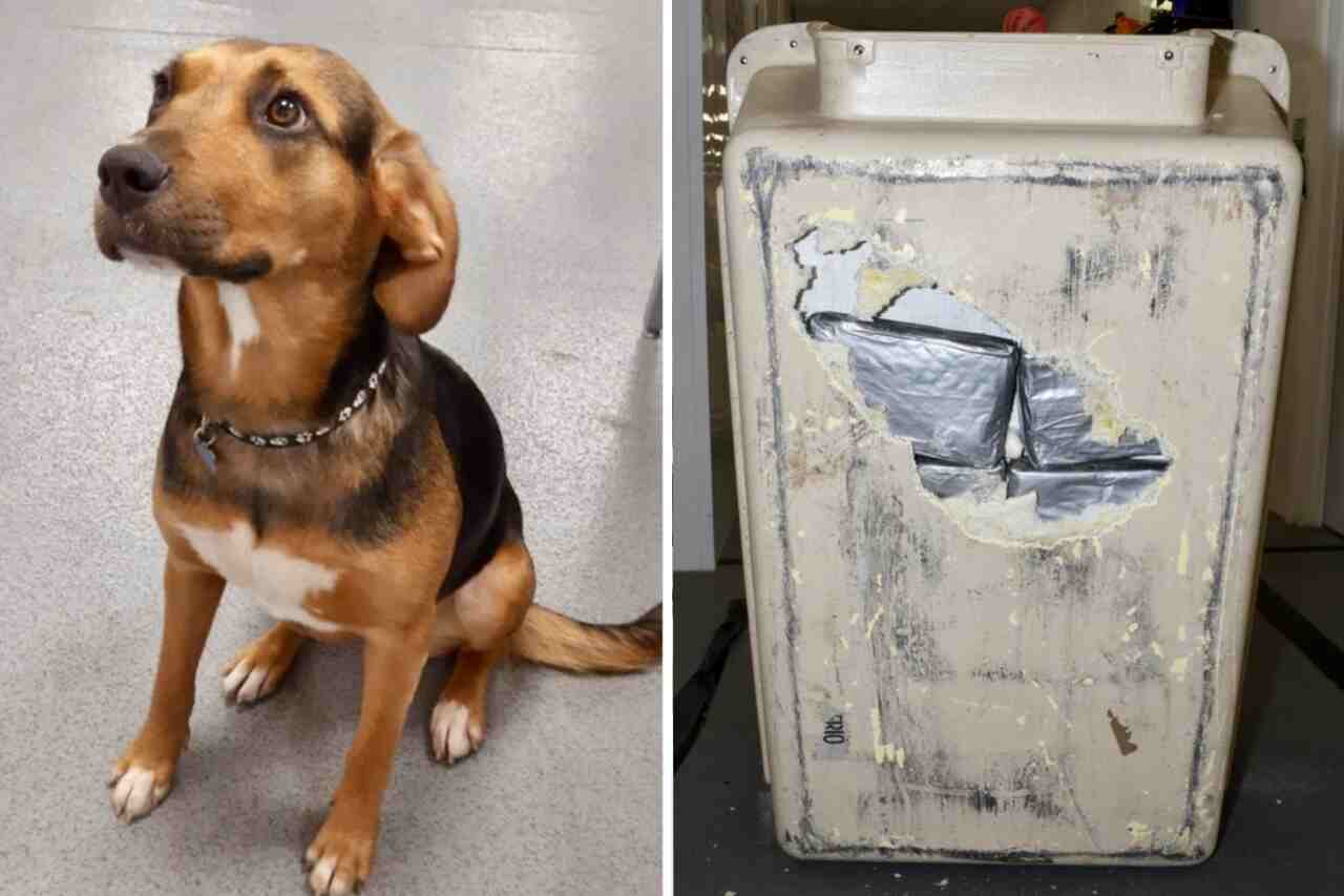 Homme arrêté en tentant de transporter 1 million de dollars de cocaïne dans une cage pour chiens