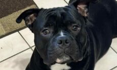 Homem é preso após matar o cão da própria filha