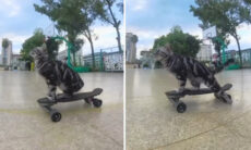 Vídeo mostra um gato muito habilidoso sobre um skate