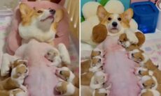 Vídeo fofo: cachorrinha corgi alimenta seus dez filhotes ao mesmo tempo