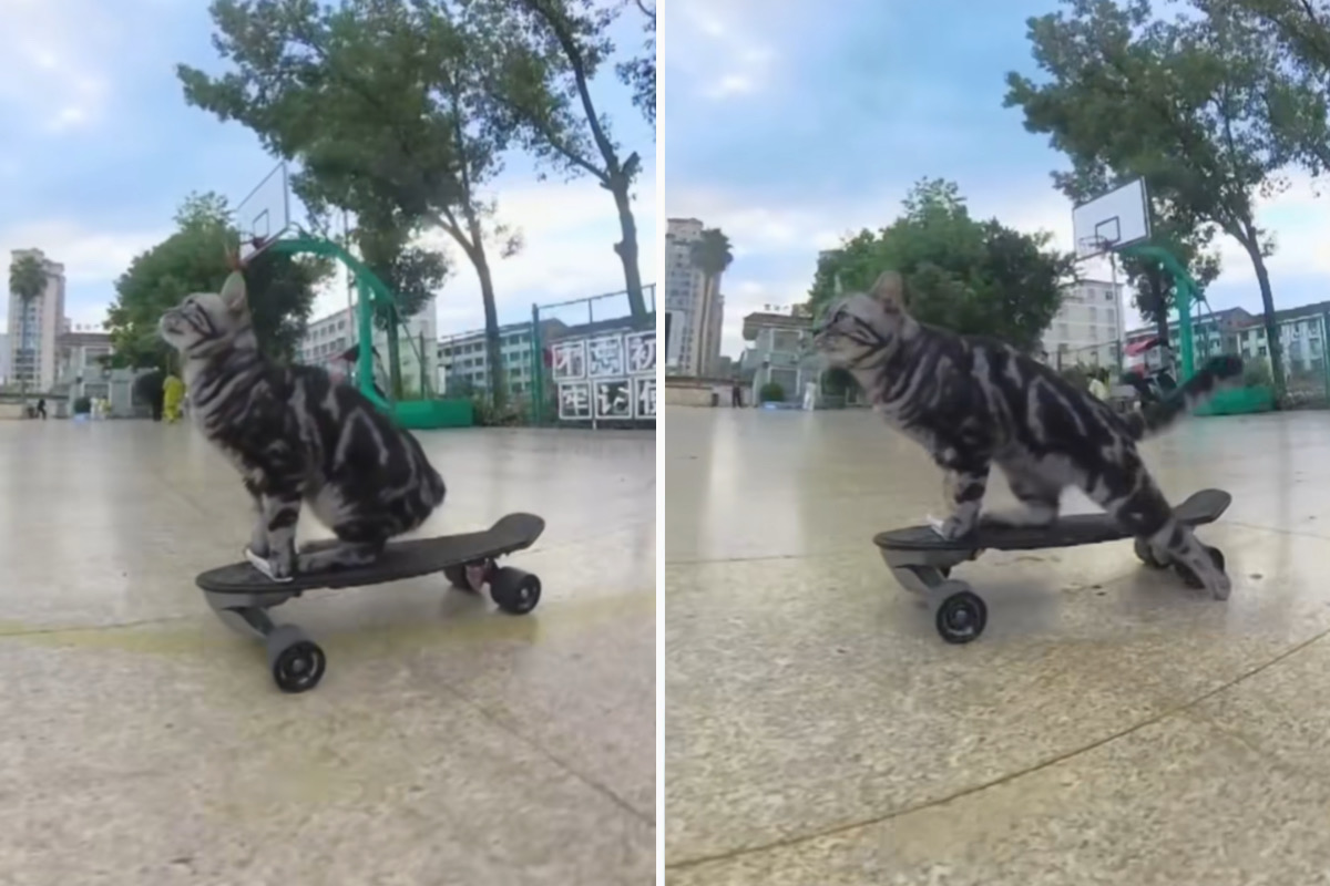 Video shows a very skillful cat on a skateboard