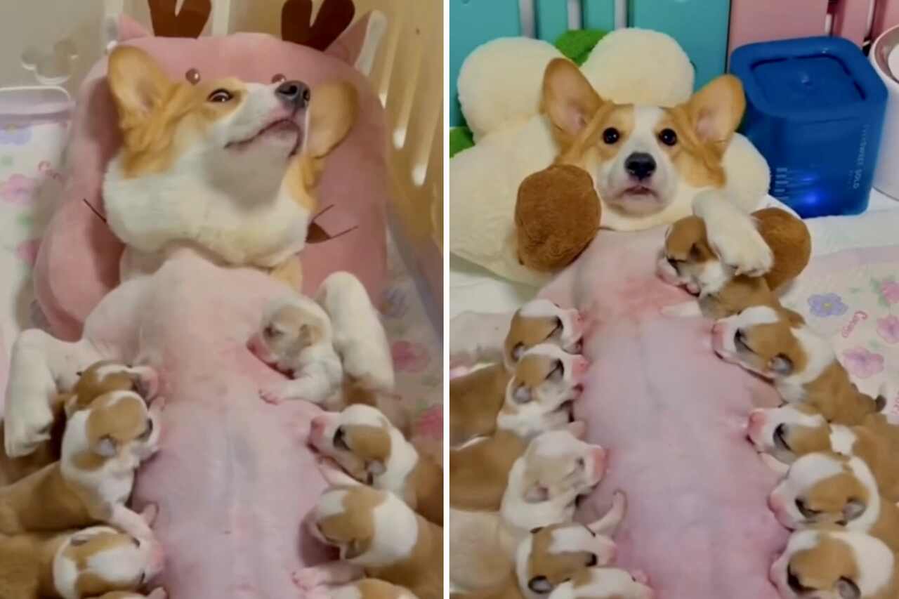 Cute Video: Corgi Puppy Feeds Her Ten Puppies Simultaneously