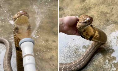 Vídeo impressionante: homem dá banho em cobra venenosa