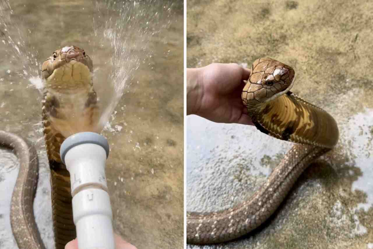 驚くべき動画：男性が有毒な蛇にシャワーを浴びせる