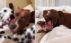 Vídeo deixa muito claro por que é melhor ter mais de um cão em casa