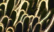 Desafio: você consegue encontrar o gato escondido entre cactus em menos de 15 segundos?