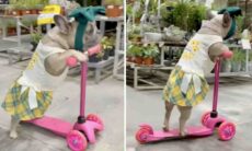 Vídeo fofo: cadela buldogue francesa passeia de patinete em loja de plantas