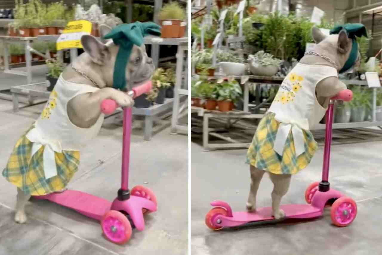 Cute Video: French Bulldog Takes a Scooter Ride in a Plant Shop
