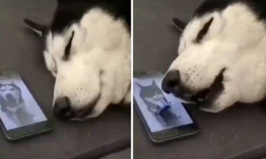Vídeo hilário: cães huskies siberianos falam ao celular de maneira extremamente dolorosa