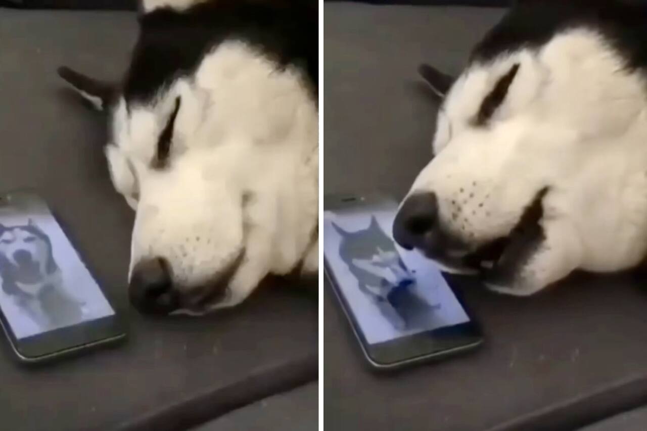 搞笑视频：西伯利亚雪橇犬以极其痛苦的方式在手机上交谈