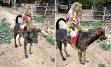 Vídeo: macaco folgado usa cãozinho como montaria