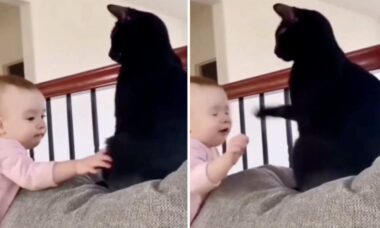 Vídeos mostram que gatos não têm paciência com filhotes de humanos