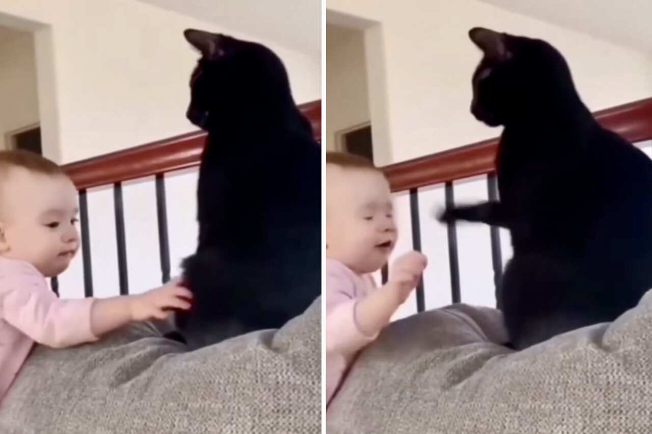 Videos show that cats have no patience with human babies