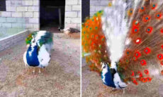 Vídeos registram momento em que pavões abrem a sua cauda exuberante