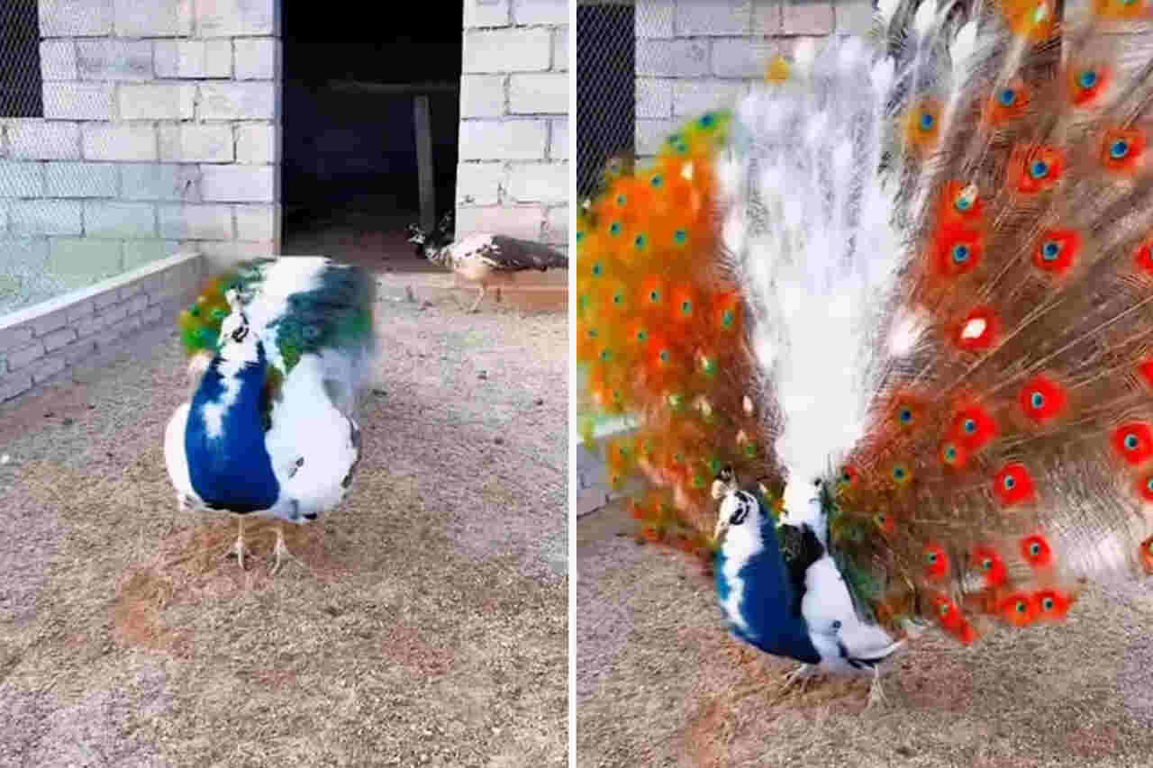Clipuri video surprind momentul în care paunii își deschid cozile exuberante