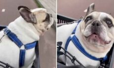 Vídeo hilário: dono e cão buldogue francês discutem durante passeio de bicicleta