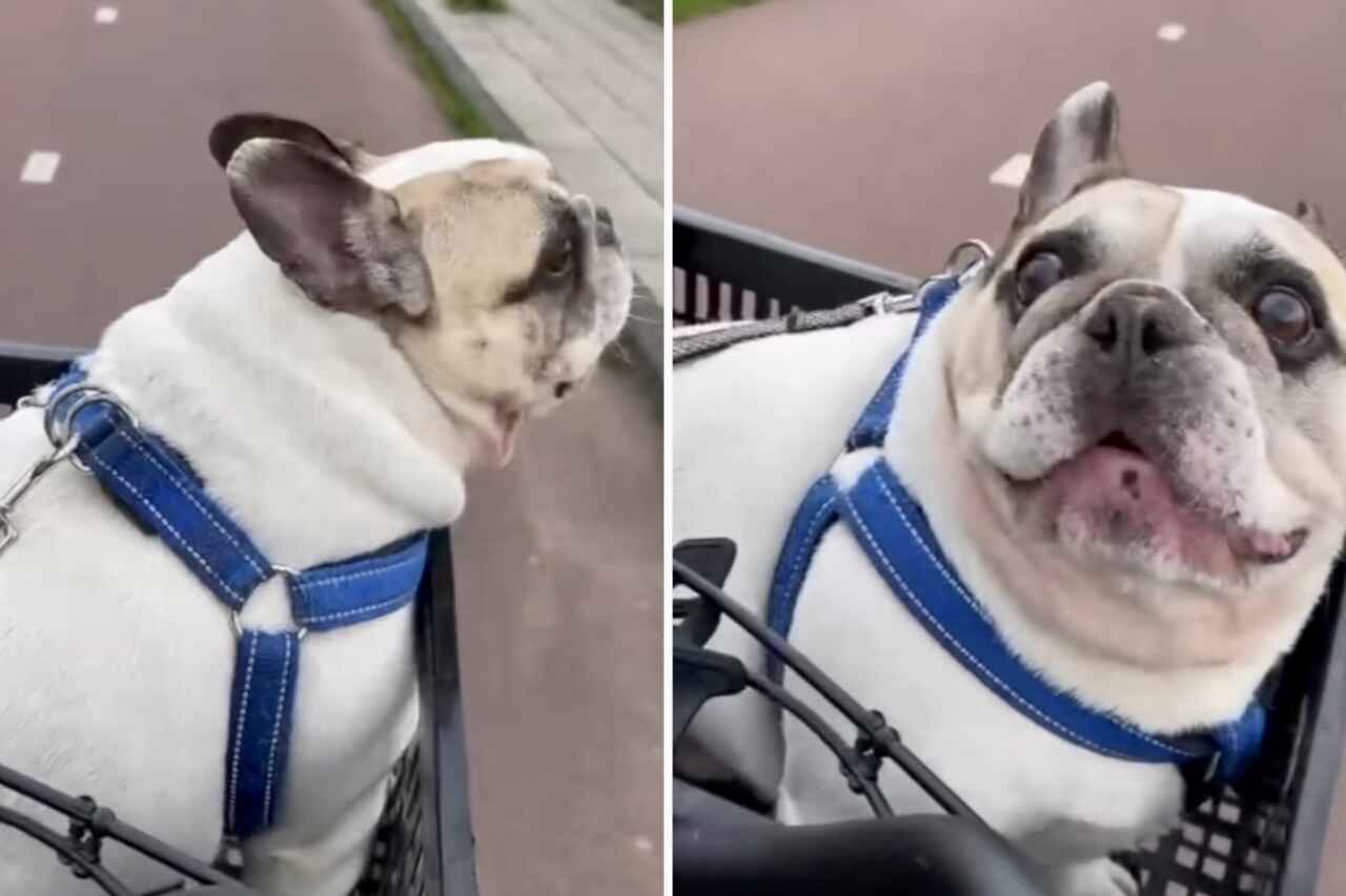 Vidéo hilarante : Le propriétaire et le Bulldog Français ont une discussion animée lors d'une balade à vélo