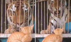 Vídeo hilário: compilação traz gatos enfrentando urso, vaca, leão-marinho e até tigre