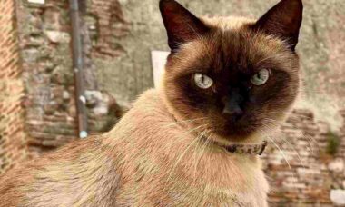 Vídeo: conheça Filippo, o gato italiano que é uma estrela do Instagram