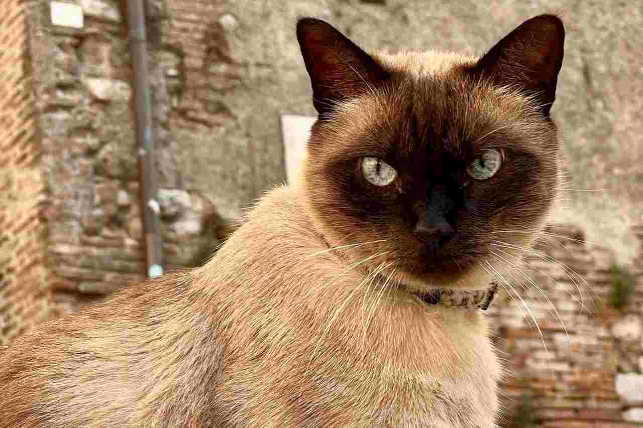 Video: Lernen Sie Filippo kennen, die italienische Katze, die ein Instagram-Star ist