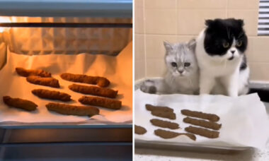 Vídeo repugnante: dona prepara petiscos sugestivos para seus gatos