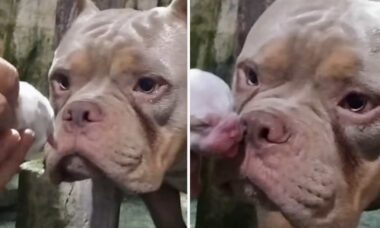 Vídeo comovente: cachorro grande se emociona ao ver seu filhote pela primeira vez
