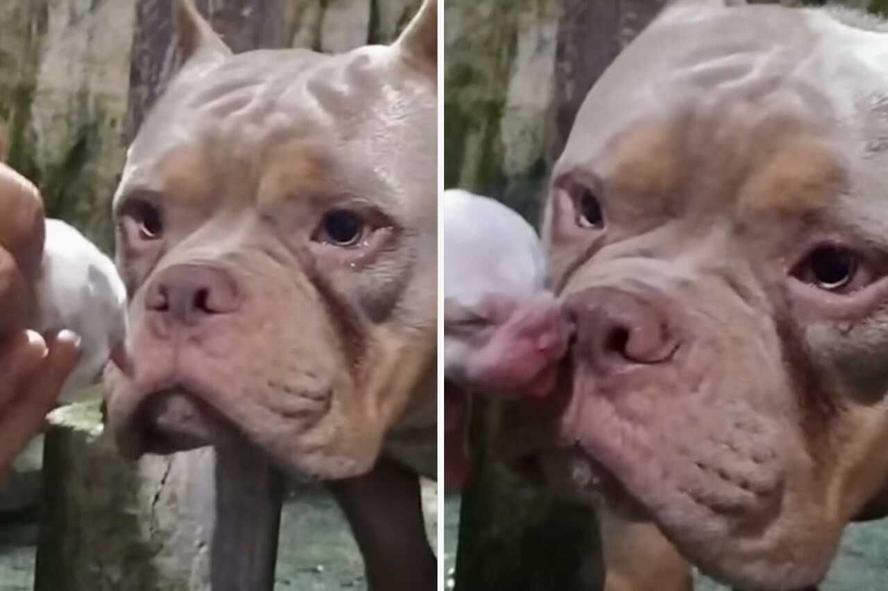 Rörande video: Stor hund blir rörd när den ser sin valp för första gången