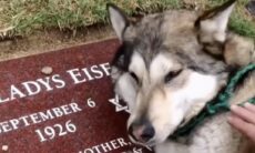Vídeo comovente: cão fica inconsolável no túmulo da sua dona