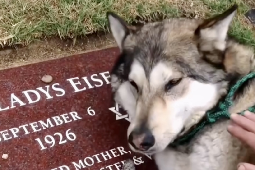 Rörande video: Hund otröstlig vid sin ägares grav