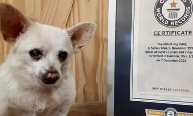 Com a morte de Bobi aos 31 anos, Spike é o atual cão mais velho do mundo