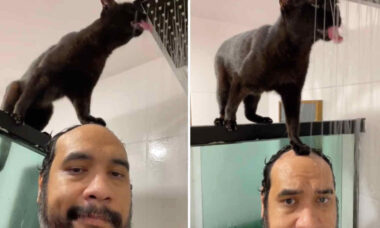 Vídeo hilário: gato usa cabeça do dono como plataforma para beber água do chuveiro