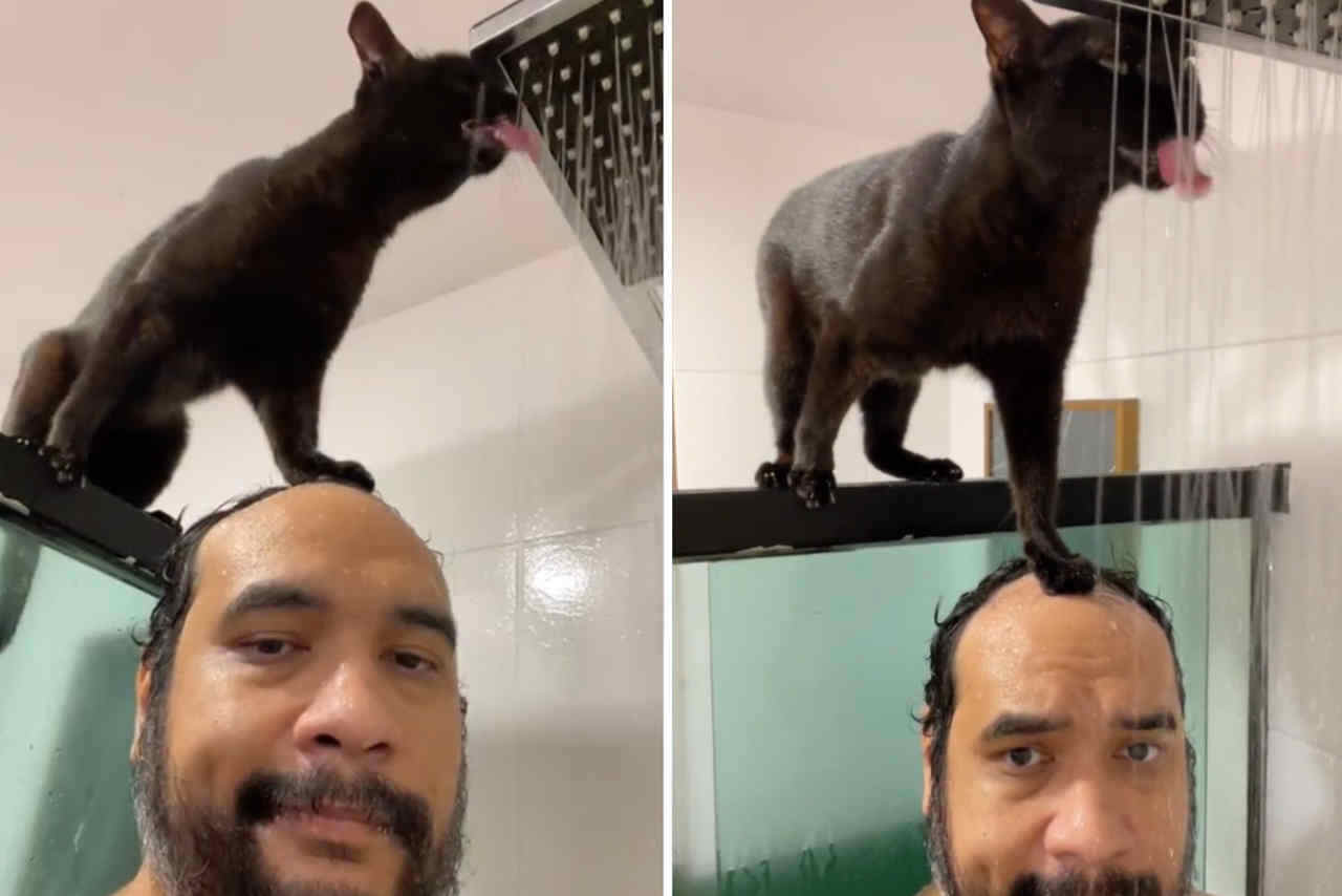 Zabawne wideo: Kot używa głowy właściciela jako platformy do picia wody spod prysznica