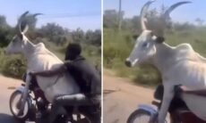 Vídeo incrível registra homem transportando vaca em moto