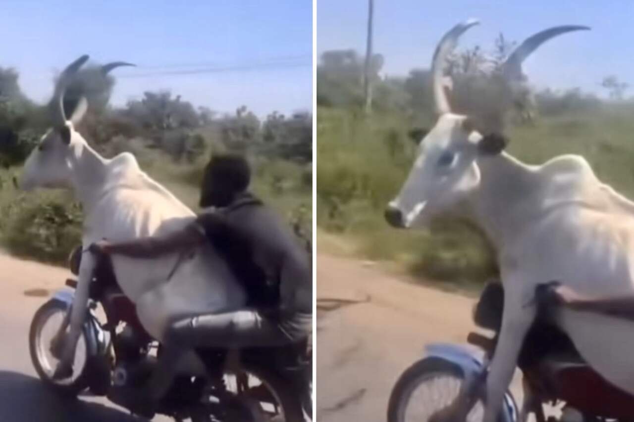Hihetetlen videó mutatja, ahogy egy ember egy tehenet szállít motoron