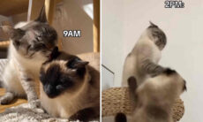 Vídeo hilário: gatos passam o dia entre tapas e beijos