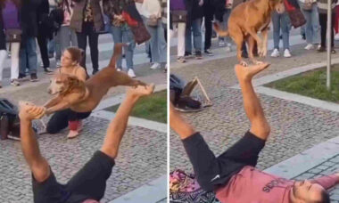 Vídeo incrível mostra cachorro participando de número desafiador de acrobacia