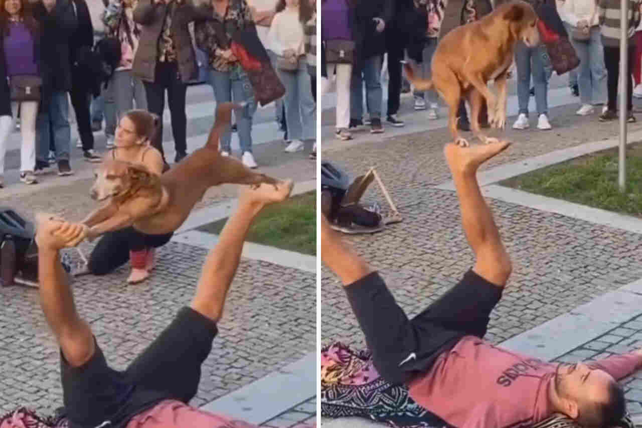 Vídeo incrível mostra cachorro participando de número desafiador de acrobacia