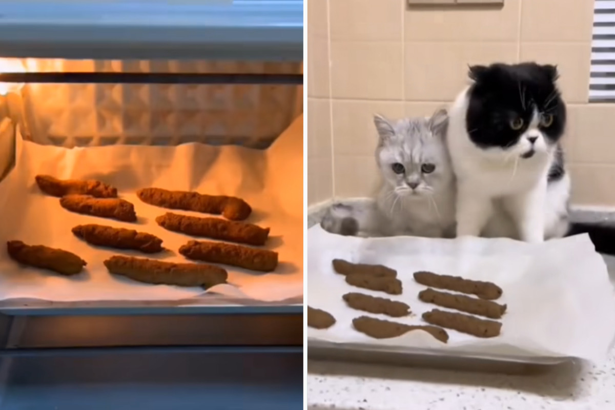 Äcklig video: Ägaren förbereder utmanande godsaker för sina katter