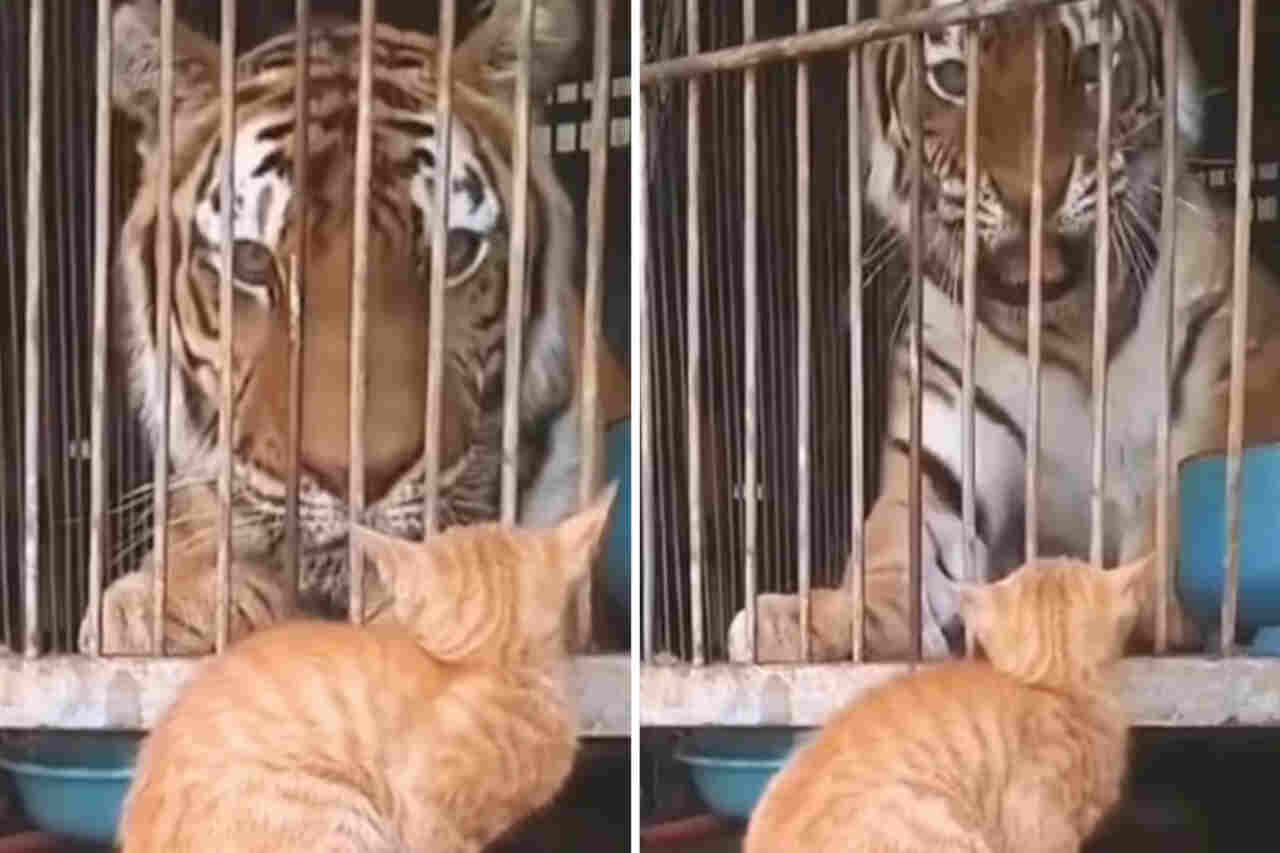 Video divertente: Compilation mostra gatti di fronte a un orso, una mucca, una leonessa marina e persino a una tigre