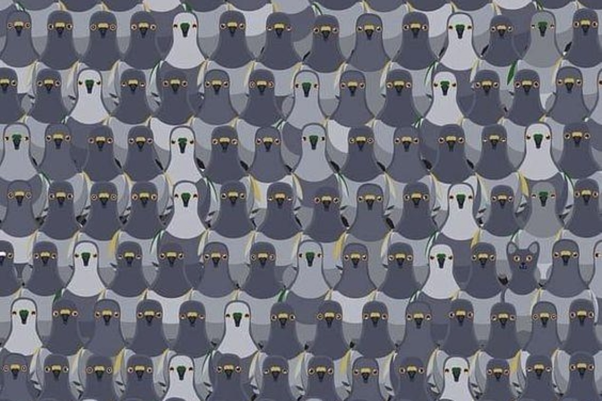 Challenge: Can you find the cat among the pigeons in 7 seconds?