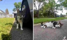 Vídeo: com câmera na coleira, gato mostra sua visão de mundo e bomba nas redes